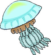 Jellyfish