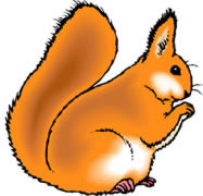 Squirrel
