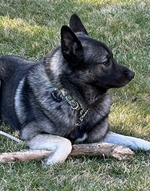 elkhound